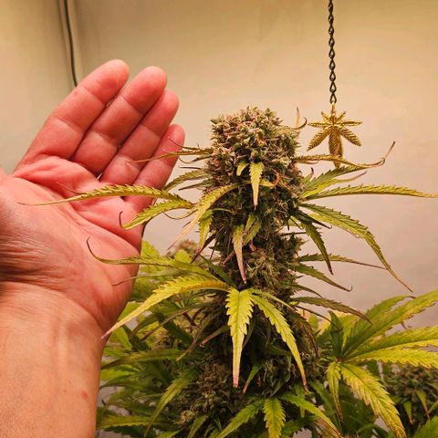 Diesel Auto growlog timeline photo