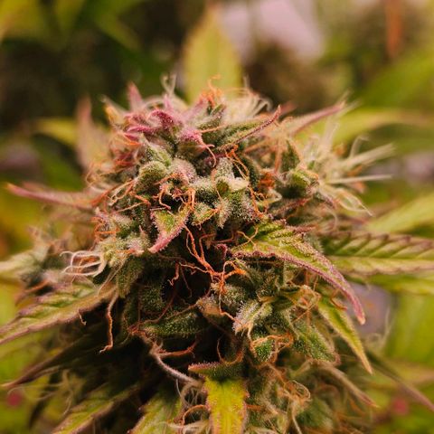 Diesel Auto growlog timeline photo