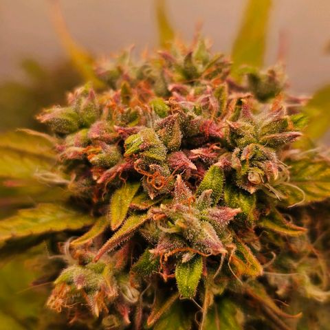 Diesel Auto growlog timeline photo