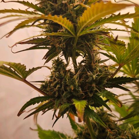 Diesel Auto growlog timeline photo