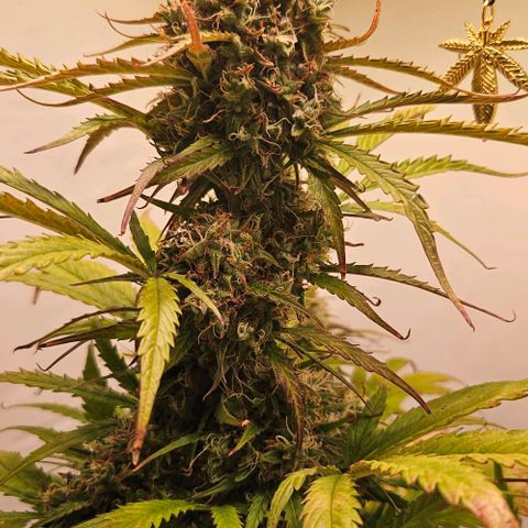 Diesel Auto growlog timeline photo