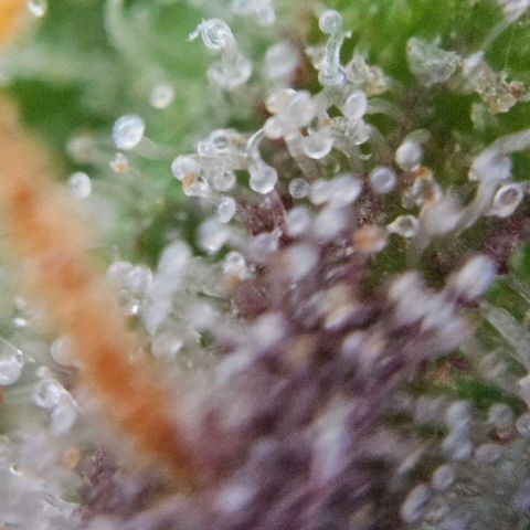 Diesel Auto growlog timeline photo
