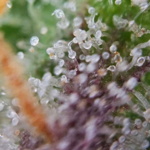 Diesel Auto growlog timeline photo