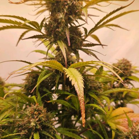 Diesel Auto growlog timeline photo