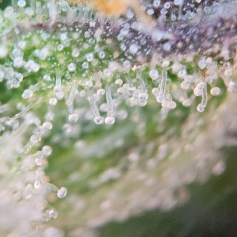 Diesel Auto growlog timeline photo