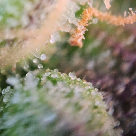 Diesel Auto growlog timeline photo