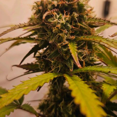 Diesel Auto growlog timeline photo