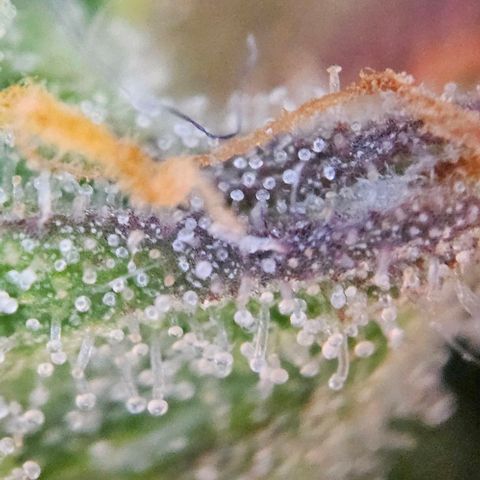 Diesel Auto growlog timeline photo