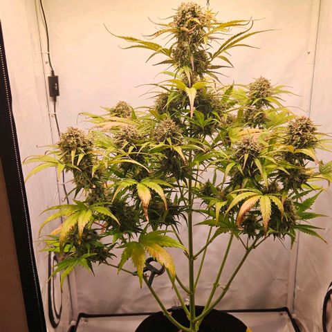 Diesel Auto growlog timeline photo