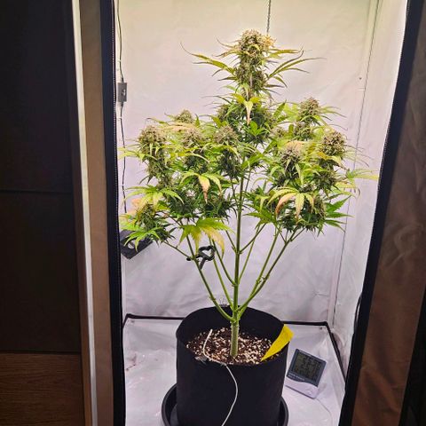 Diesel Auto growlog timeline photo