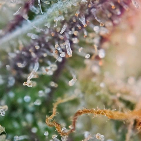 Diesel Auto growlog timeline photo