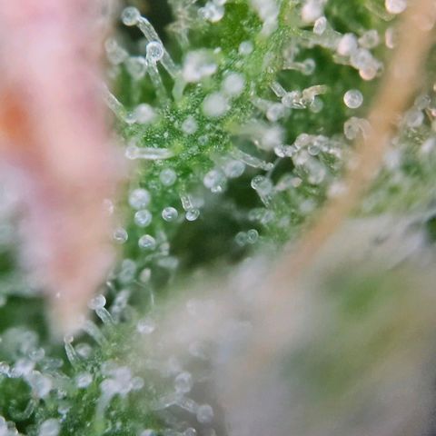Diesel Auto growlog timeline photo