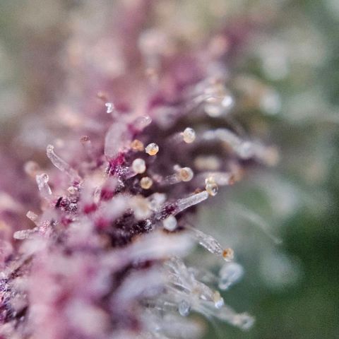 Diesel Auto growlog timeline photo