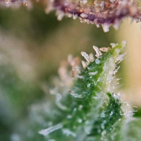 Diesel Auto growlog timeline photo