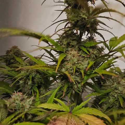 Diesel Auto growlog timeline photo