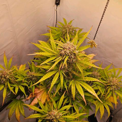 Diesel Auto growlog timeline photo