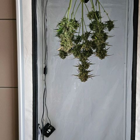 Diesel Auto growlog timeline photo