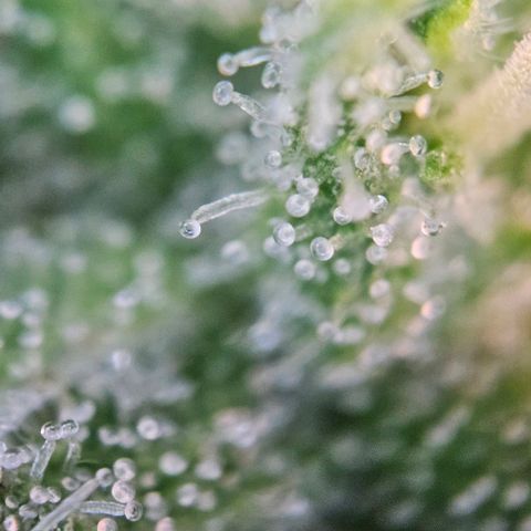 Diesel Auto growlog timeline photo