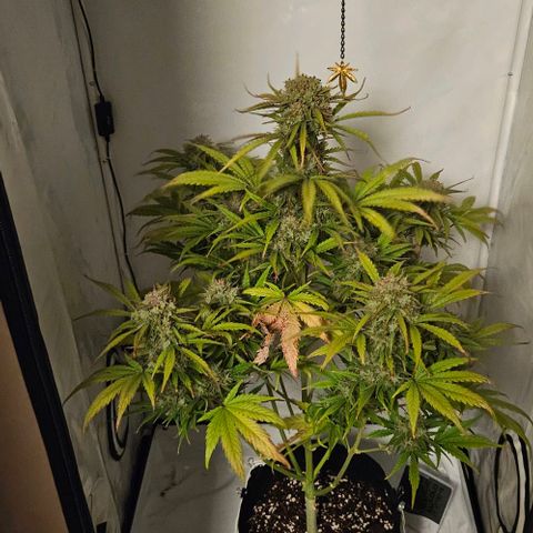 Diesel Auto growlog timeline photo