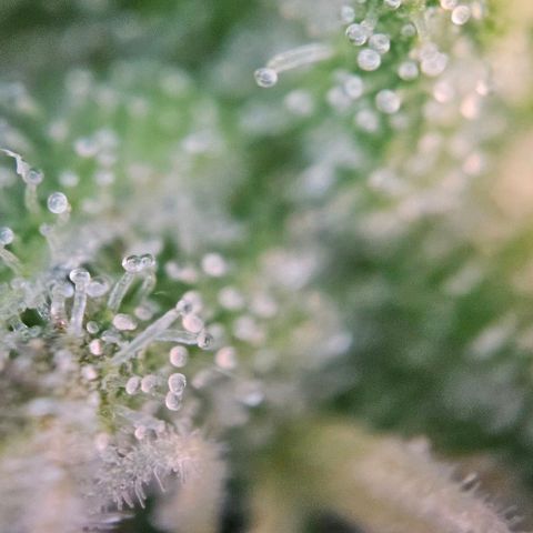 Diesel Auto growlog timeline photo