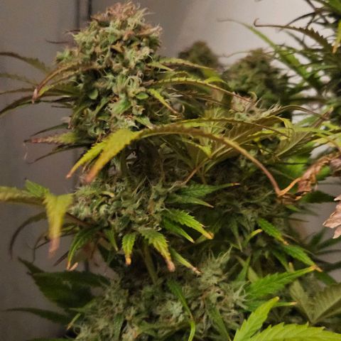 Diesel Auto growlog timeline photo
