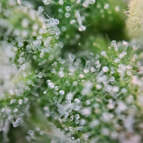 Diesel Auto growlog timeline photo