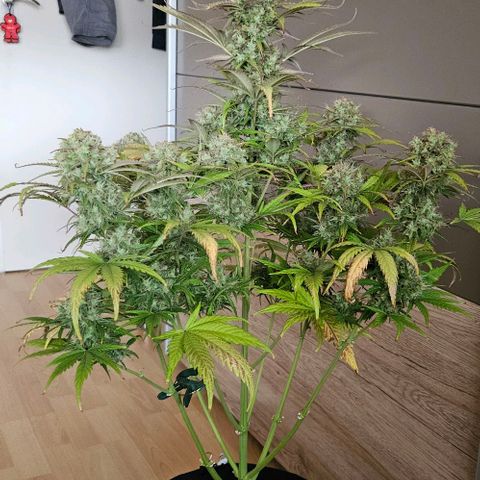 Diesel Auto growlog timeline photo