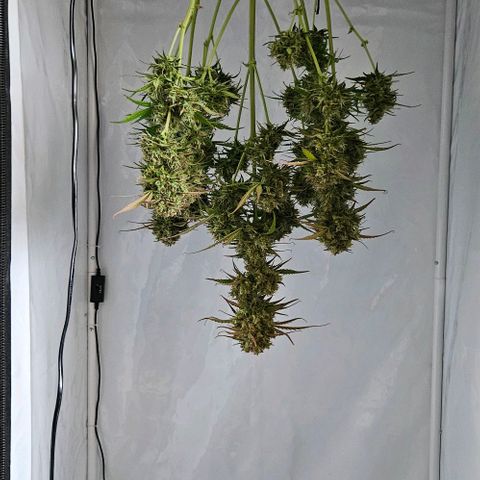 Diesel Auto growlog timeline photo