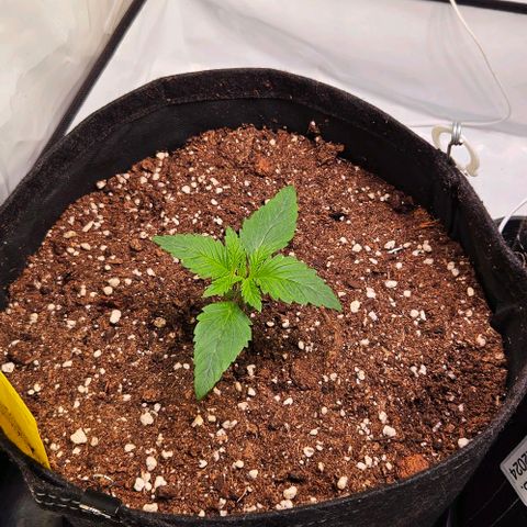 #7 growlog timeline photo