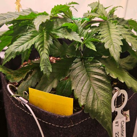 #7 growlog timeline photo