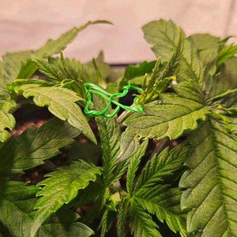 #7 growlog timeline photo