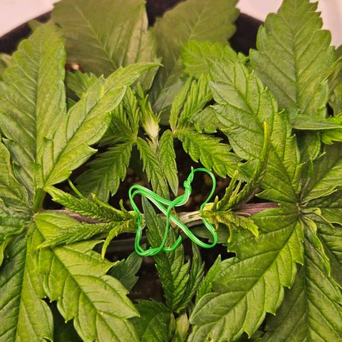 #7 growlog timeline photo