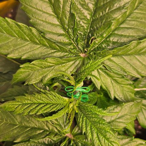 #6 growlog timeline photo