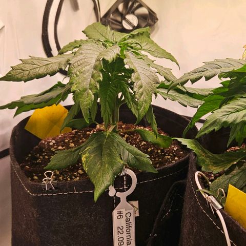 #6 growlog timeline photo
