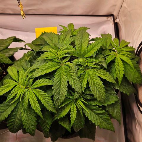 #7 growlog timeline photo