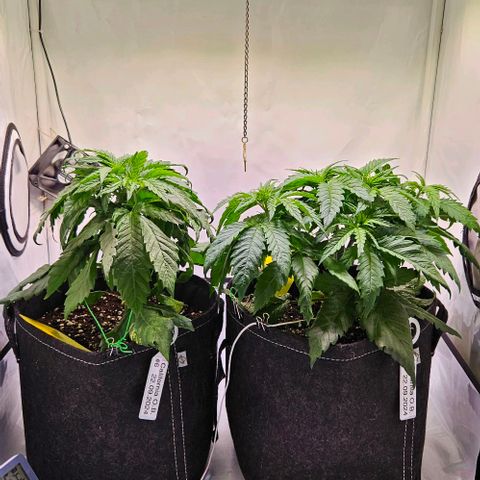 #7 growlog timeline photo