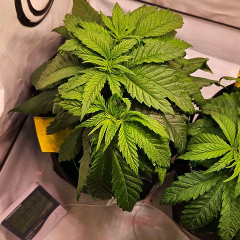 #6 growlog timeline photo