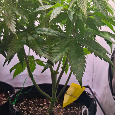 #7 growlog timeline photo