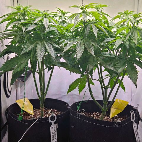 #7 growlog timeline photo