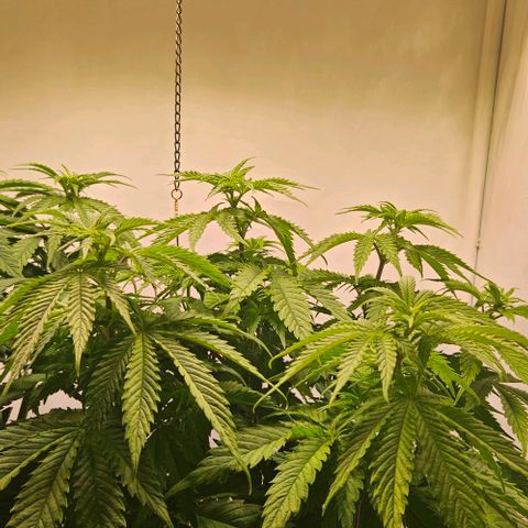 #7 growlog timeline photo