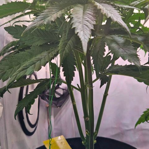 #6 growlog timeline photo