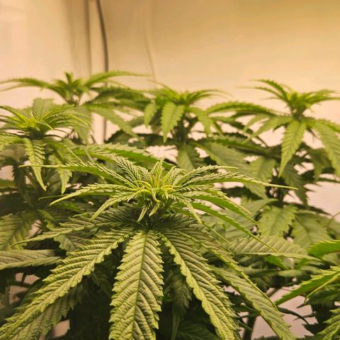#6 growlog timeline photo