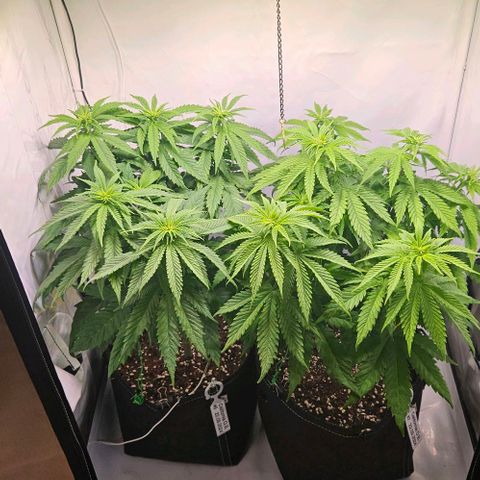 #6 growlog timeline photo