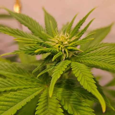#7 growlog timeline photo