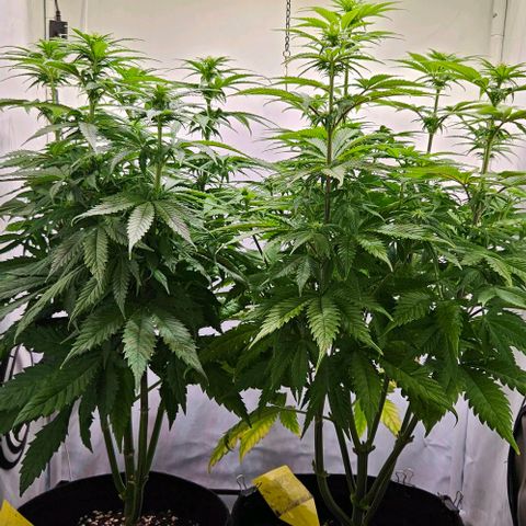 #7 growlog timeline photo
