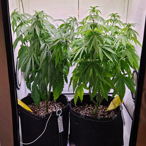 #7 growlog timeline photo
