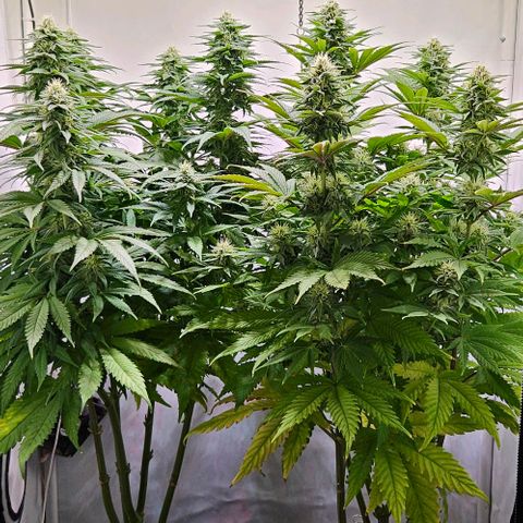 #6 growlog timeline photo