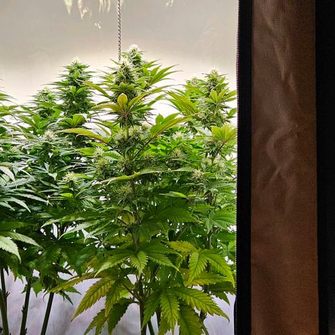 #6 growlog timeline photo