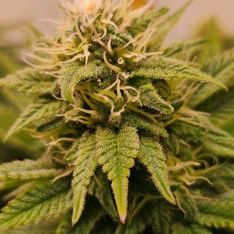 #7 growlog timeline photo