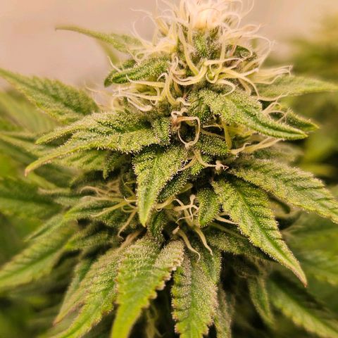 #7 growlog timeline photo